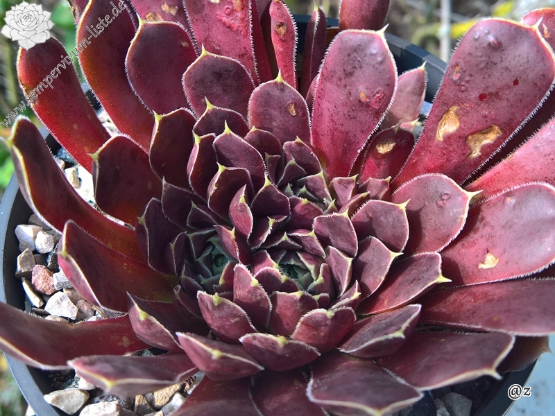 Korspelse Jeanique / Jovi