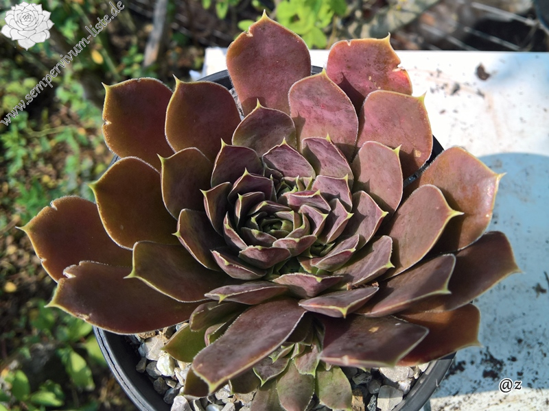 Korspelse Leonoor / Jovi