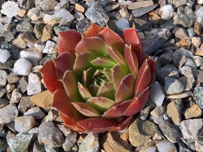 Korspelse Zegline / Jovi