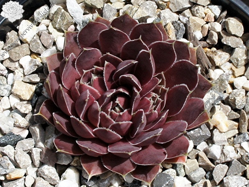 Korspel Flower / Jovi