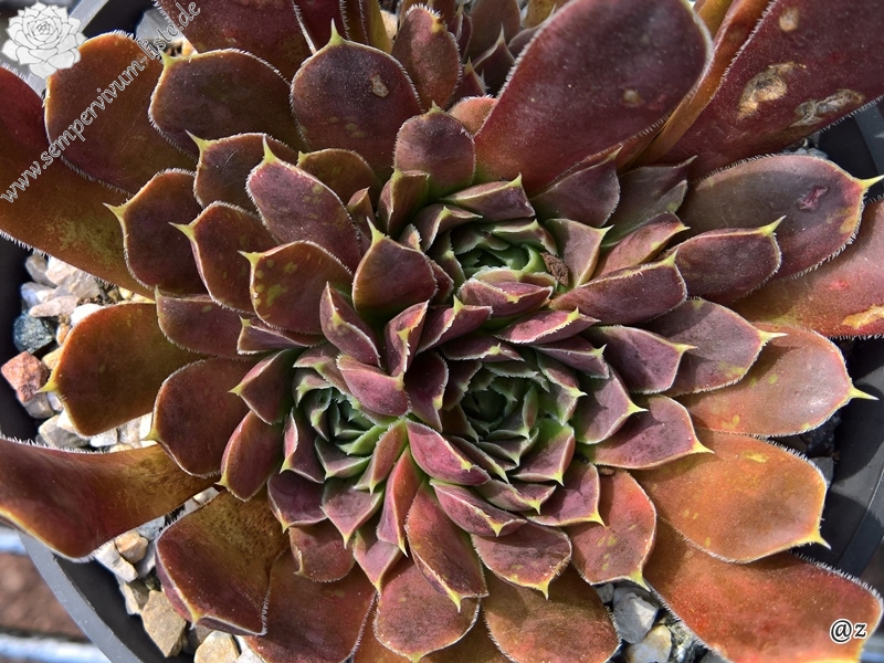 Korspelse Jeanique / Jovi