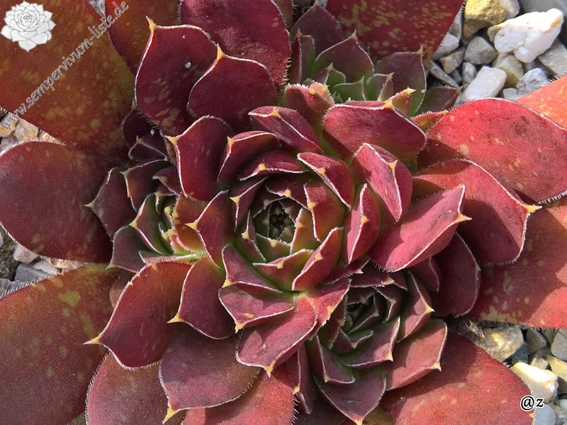 Korspelse Nolwenn / Jovi