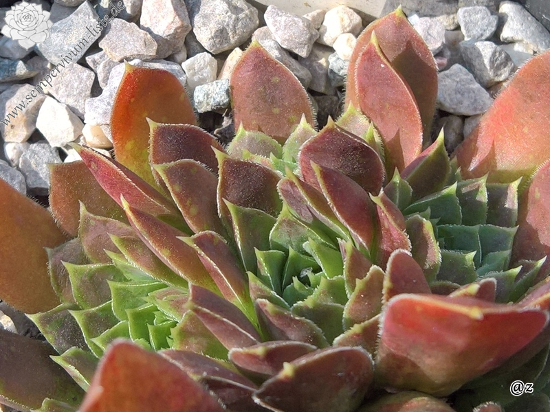 Korspelse Uanilla / Jovi