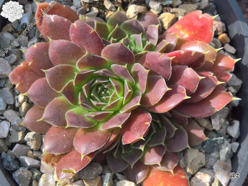 Korspelse Zegline / Jovi