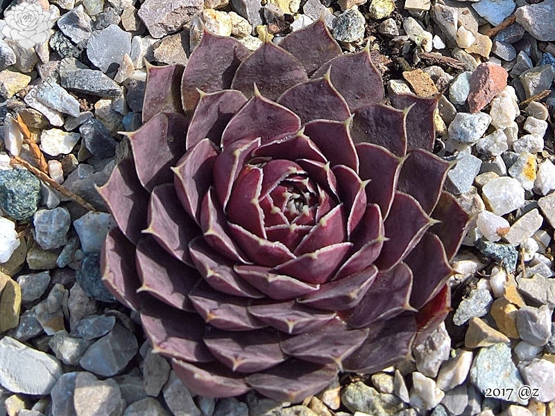 Korspel Flower / Jovi