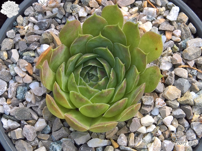 Korspelse Raanana / Jovi