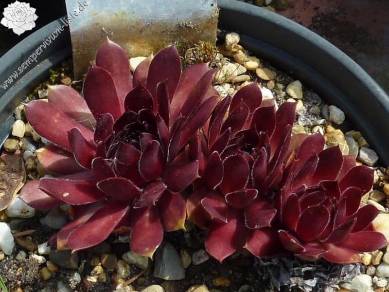 Korspel Mission Bells