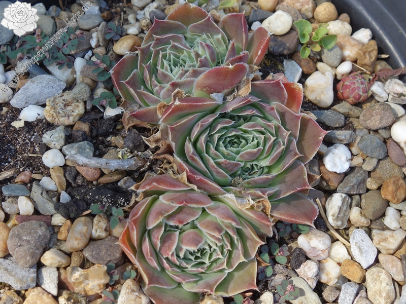 Korspelse Uanilla / Jovi