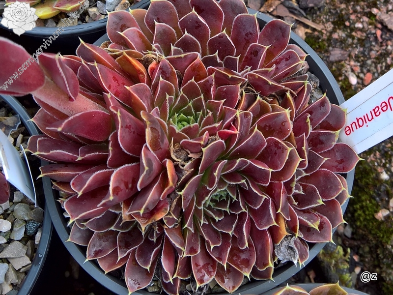 Korspelse Jeanique / Jovi