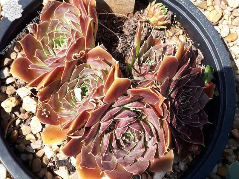 Korspelse Leonoor / Jovi