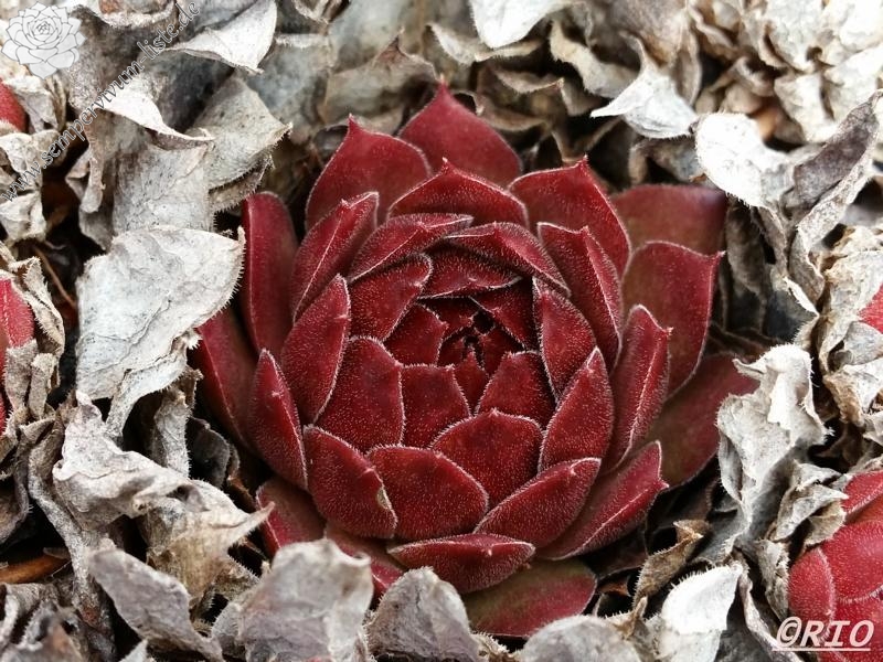 Korspel Mission Bells