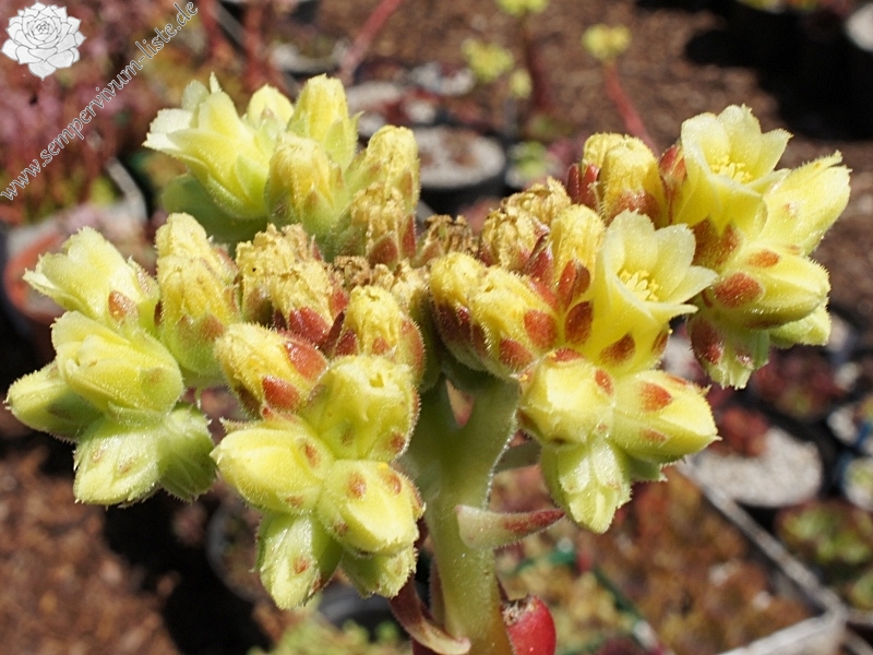 Korspel Flower / Jovi