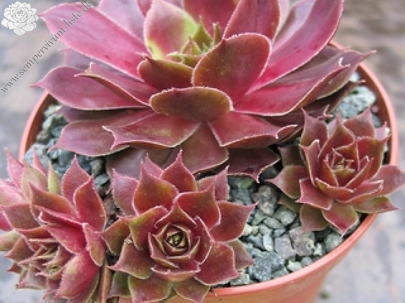 Lola