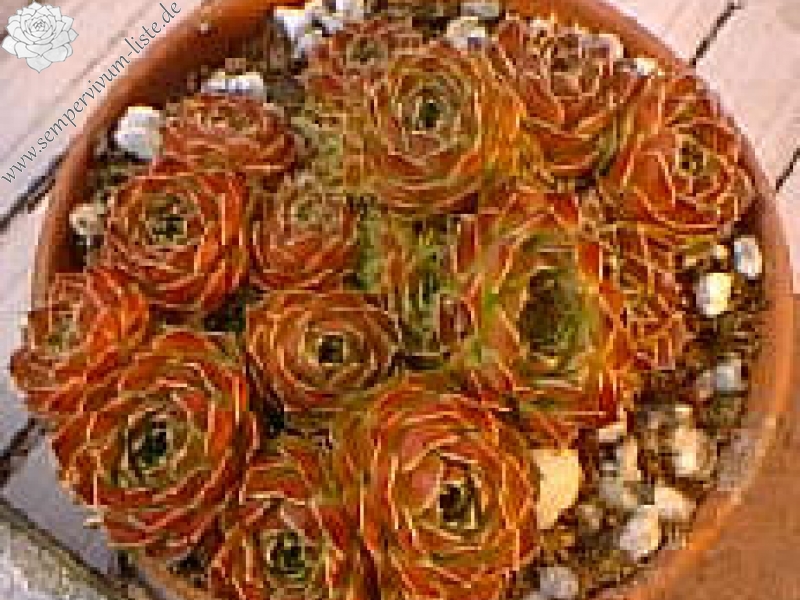 Bermuda Sunset / Jovi