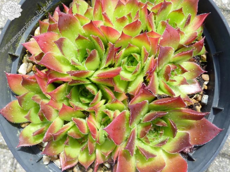 Diepvens Julia / Jovi