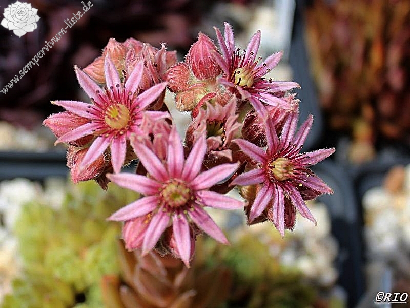 Brown Pastel