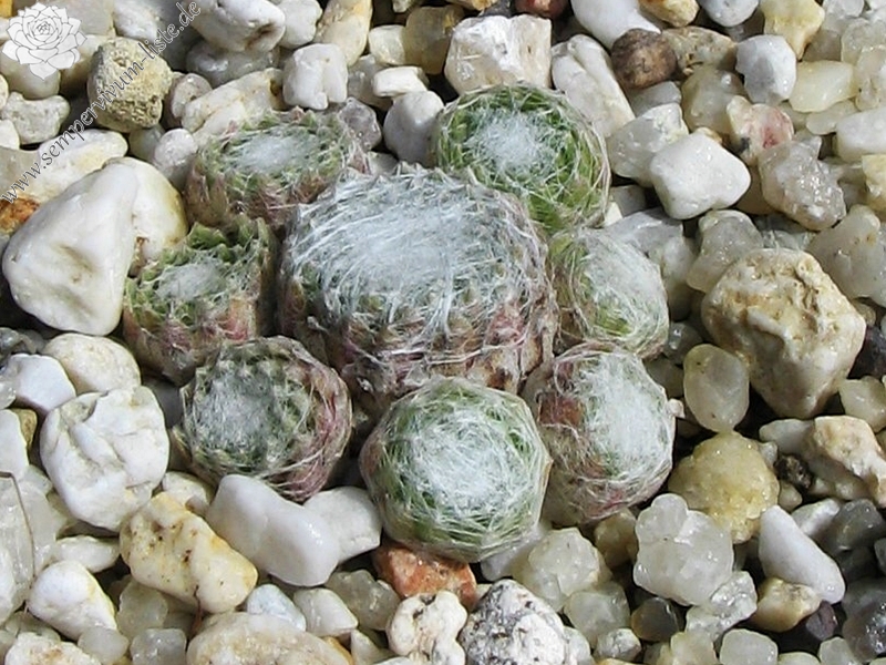 Blütenwolke