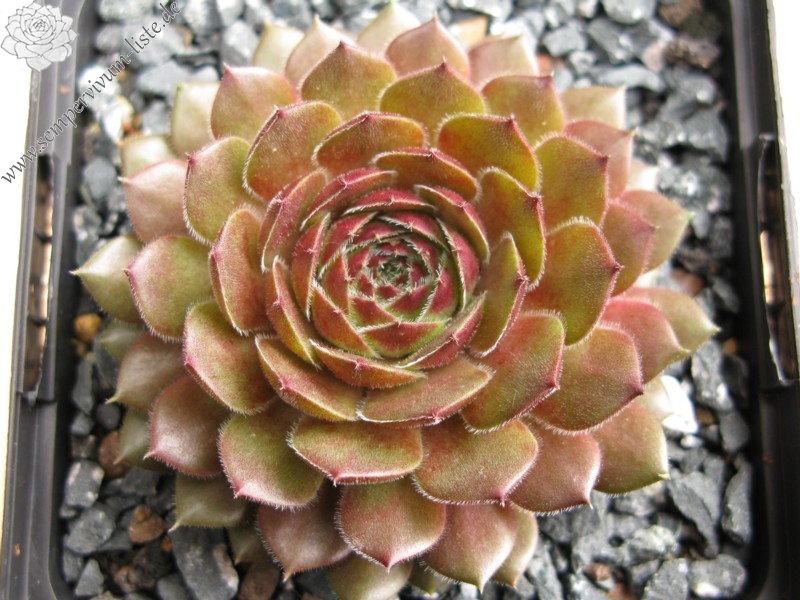 Haccombe Ruby