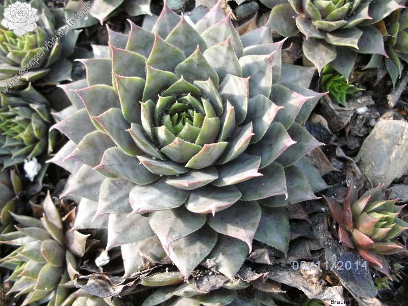 Braunella