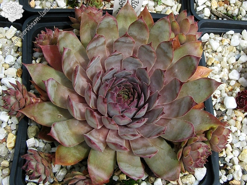 Blauer Harnisch