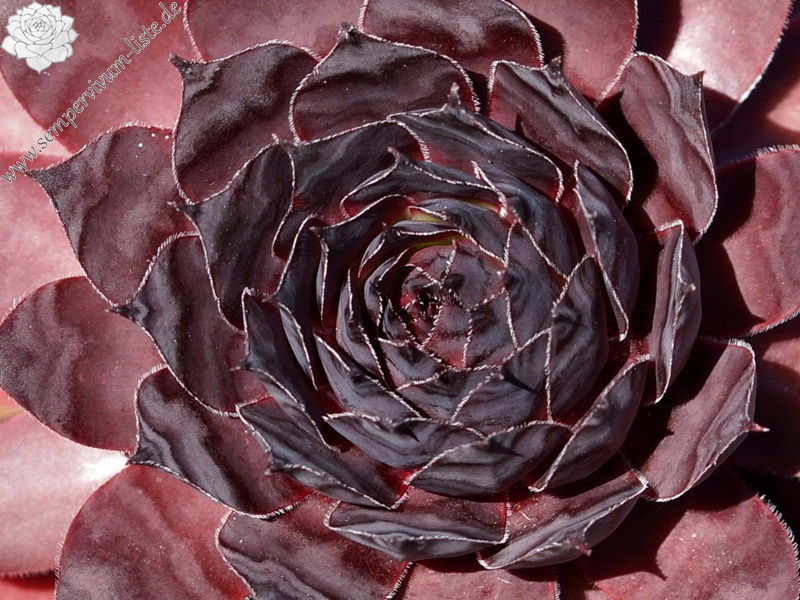 Black Rouge