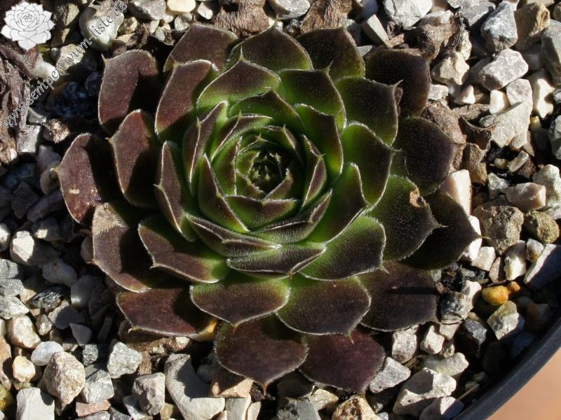 Bertwin / Jovi ( II )