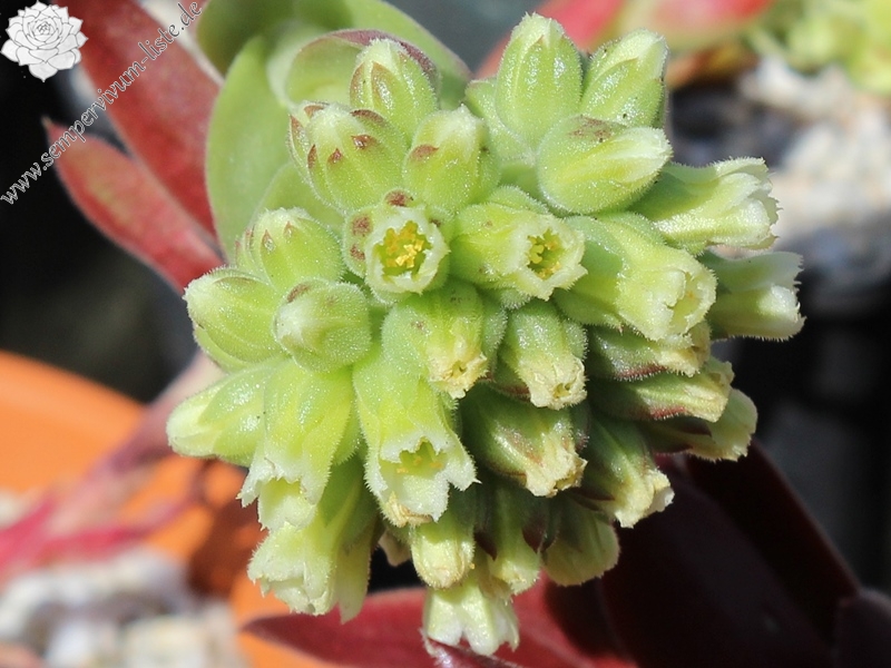 Bertwin / Jovi ( II )