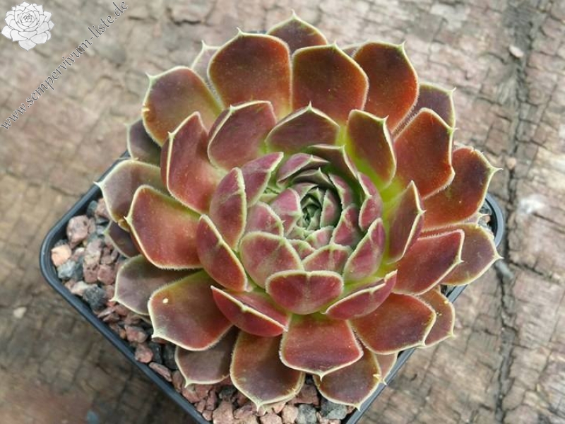 De Kleine Kaimene / Jovi