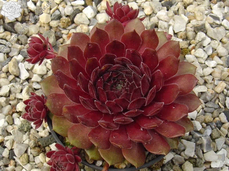 Haccombe Ruby