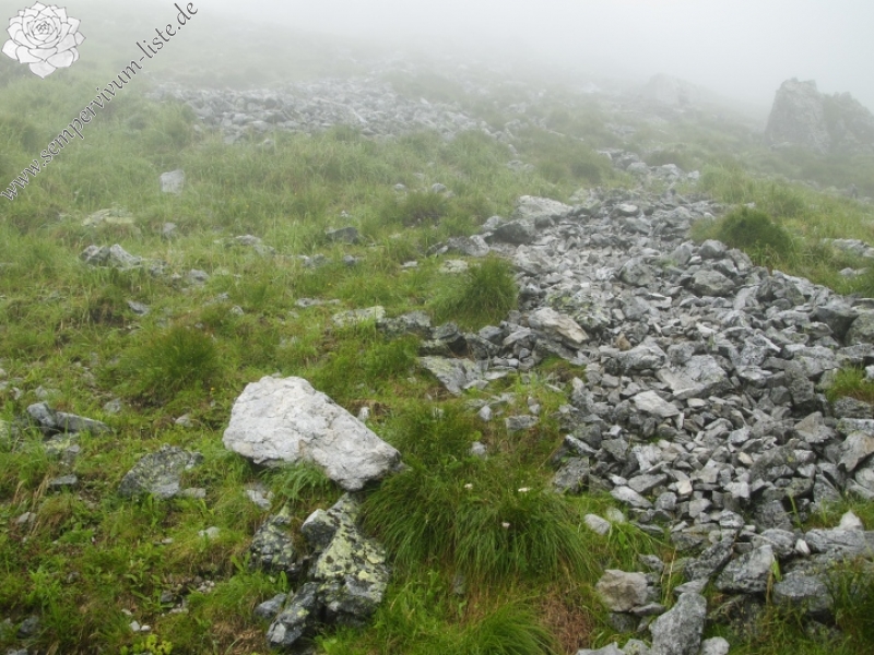 montanum ssp. carpathicum from Hlúpy vrch, Abhang