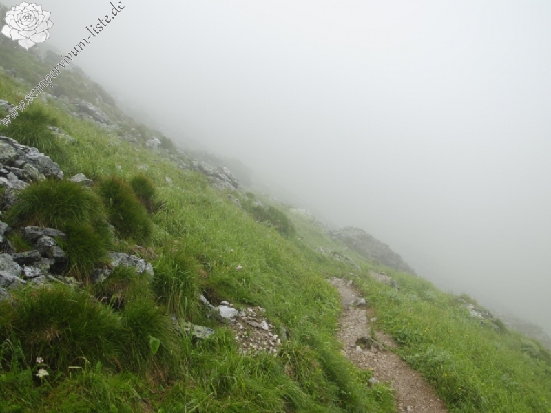 montanum ssp. carpathicum from Hlúpy vrch, Abhang