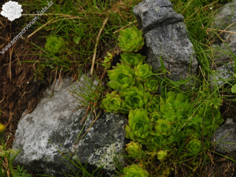 montanum ssp. carpathicum from Hlúpy vrch, Abhang