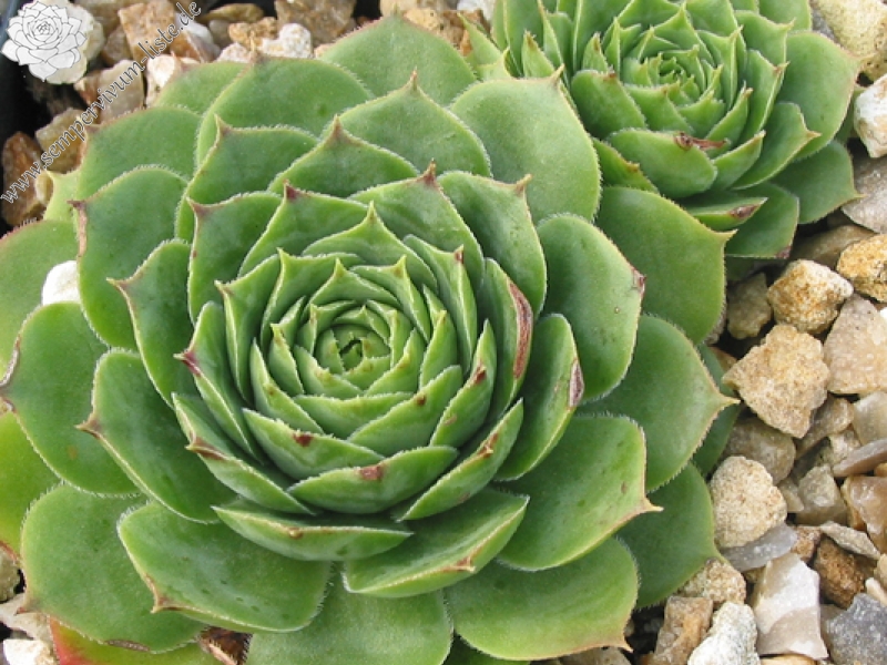 Bungeanum