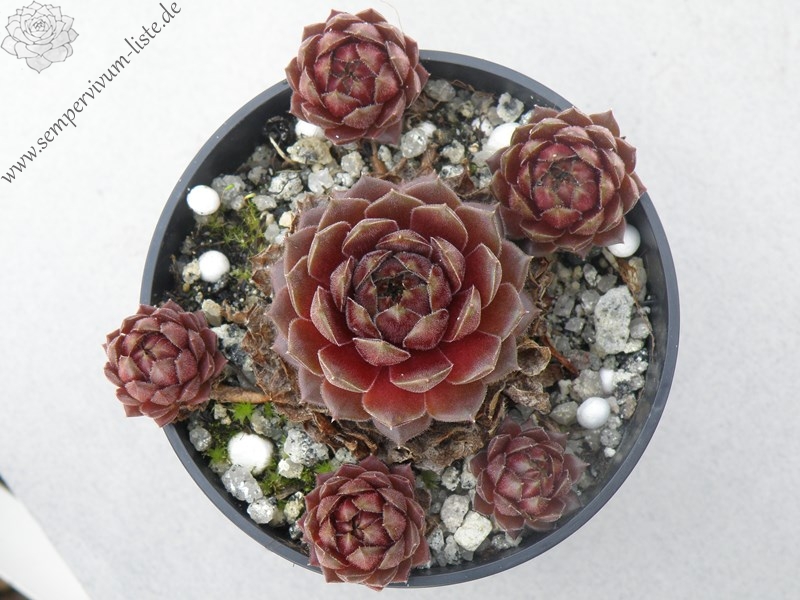 Haccombe Ruby
