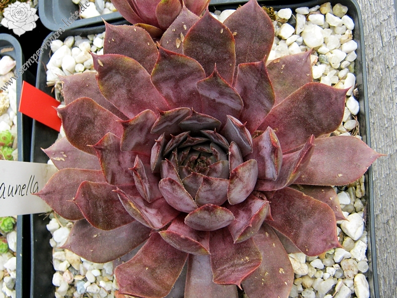 Braunella