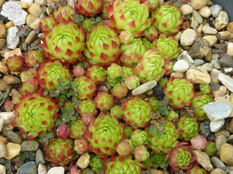 Bloody Mary / Jovi ( II )