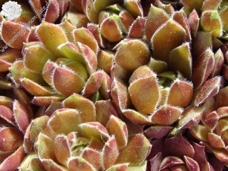 Brown Pastel