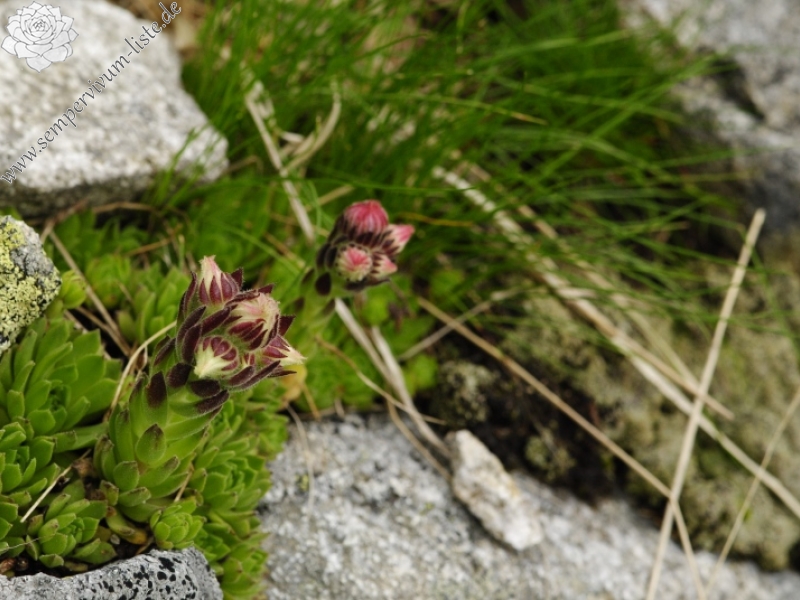 montanum ssp. carpathicum from Huncovská dolina, W