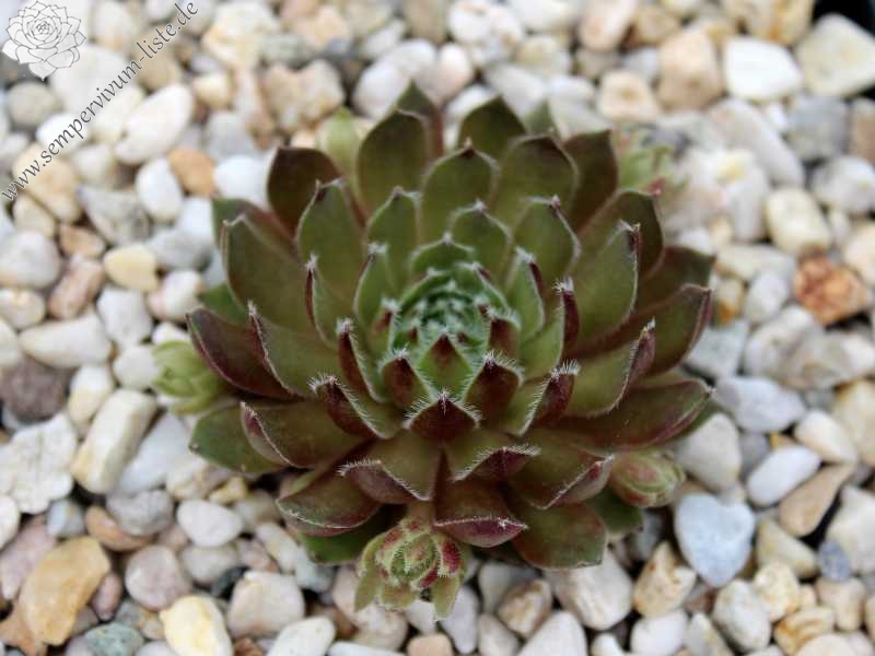 Brown Pastel