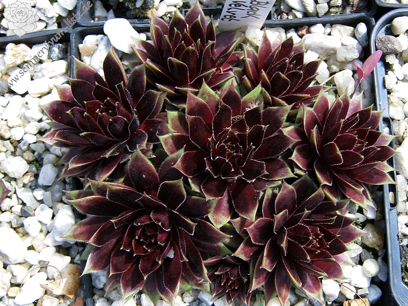 Black Velvet