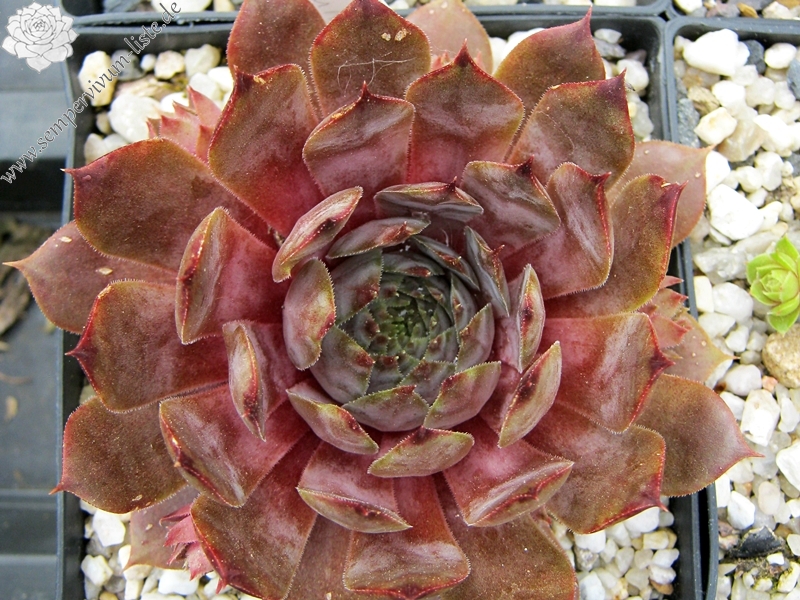 Braunella
