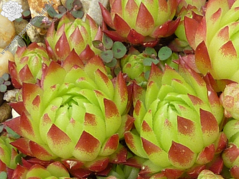 Bloody Mary / Jovi ( II )