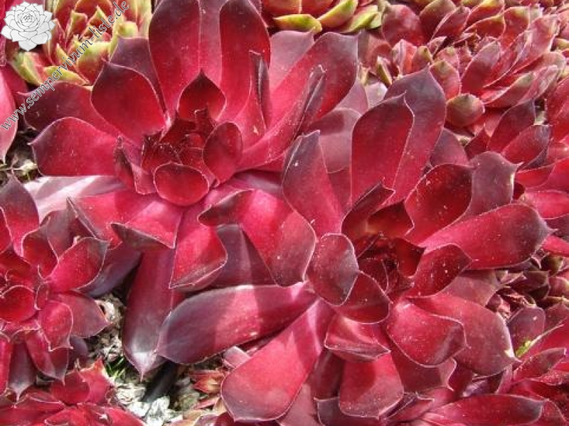 Burning Heart