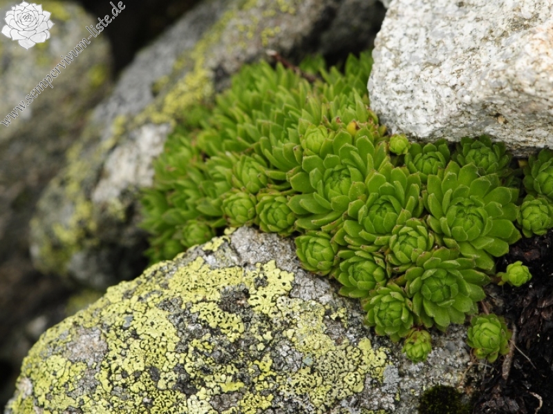montanum ssp. carpathicum from Huncovská dolina, W