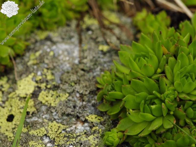 montanum ssp. carpathicum from Huncovská dolina, W