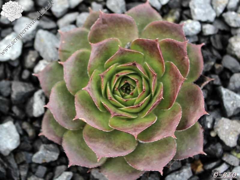 Bungeanum