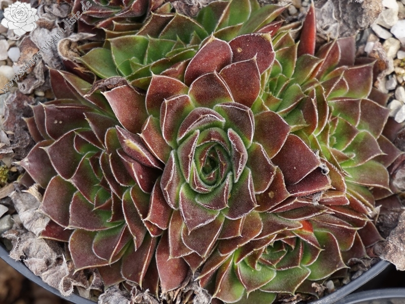 Bertwin / Jovi ( II )