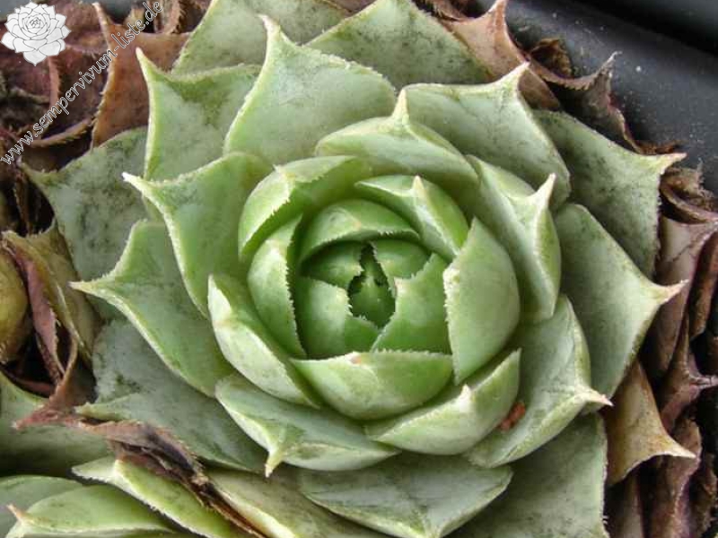 Bethencourtian