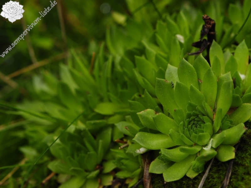 montanum ssp. carpathicum from Kozí hrebeň