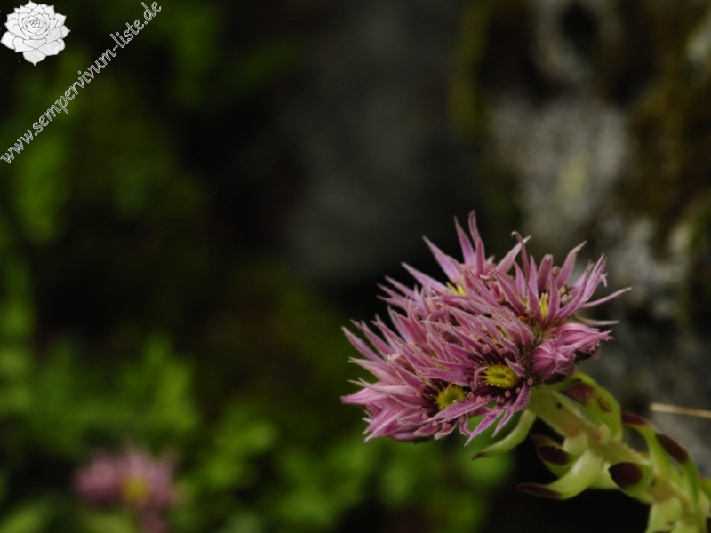 montanum ssp. carpathicum from Kozí hrebeň